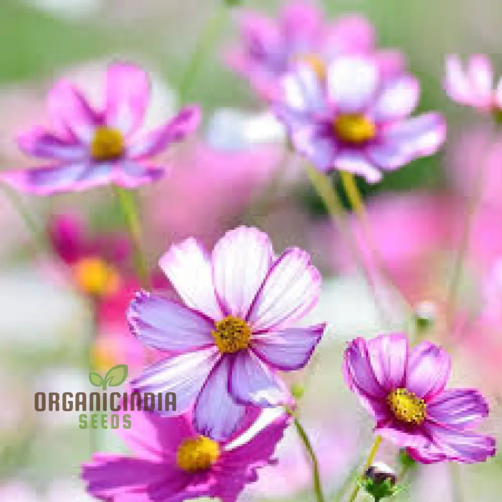 Cosmos Bipinnatus Dwarf Purple Picotee Flower Seeds For Planting: The Perfect Addition to Your Garden for Vibrant, Easy-to-Grow Blooms All Season Long - Image 3