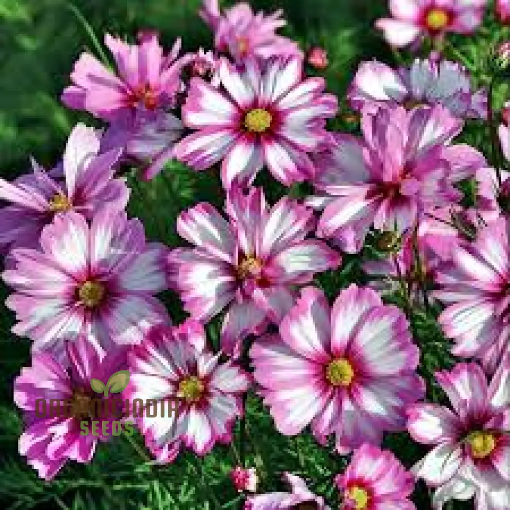 Cosmos Bipinnatus Dwarf Purple Picotee Flower Seeds For Planting: The Perfect Addition to Your Garden for Vibrant, Easy-to-Grow Blooms All Season Long - Image 4