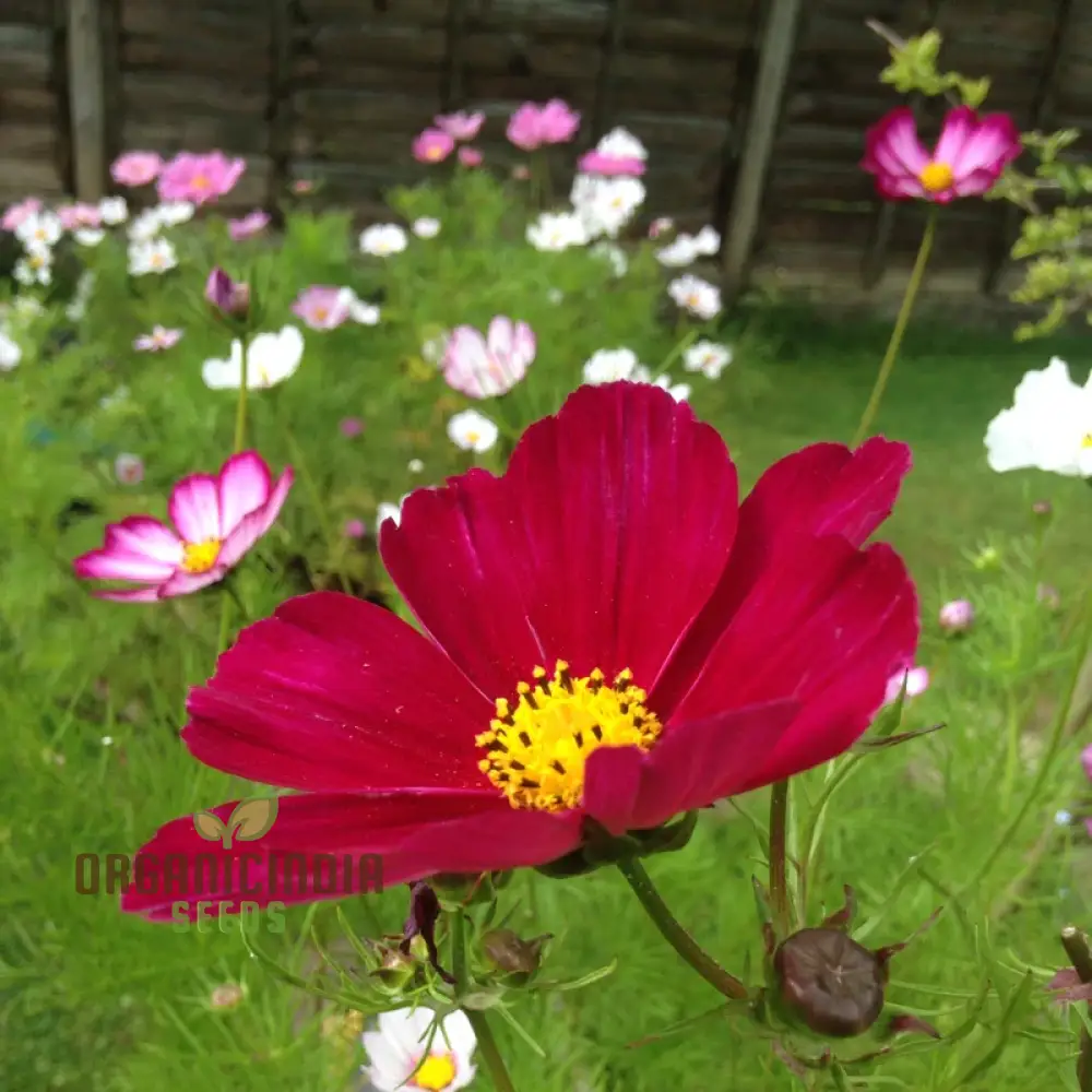 Cosmos Bipinnatus Rubinato Flower seeds For Planting: Vibrant Garden Delight for Your Blooming Oasis"