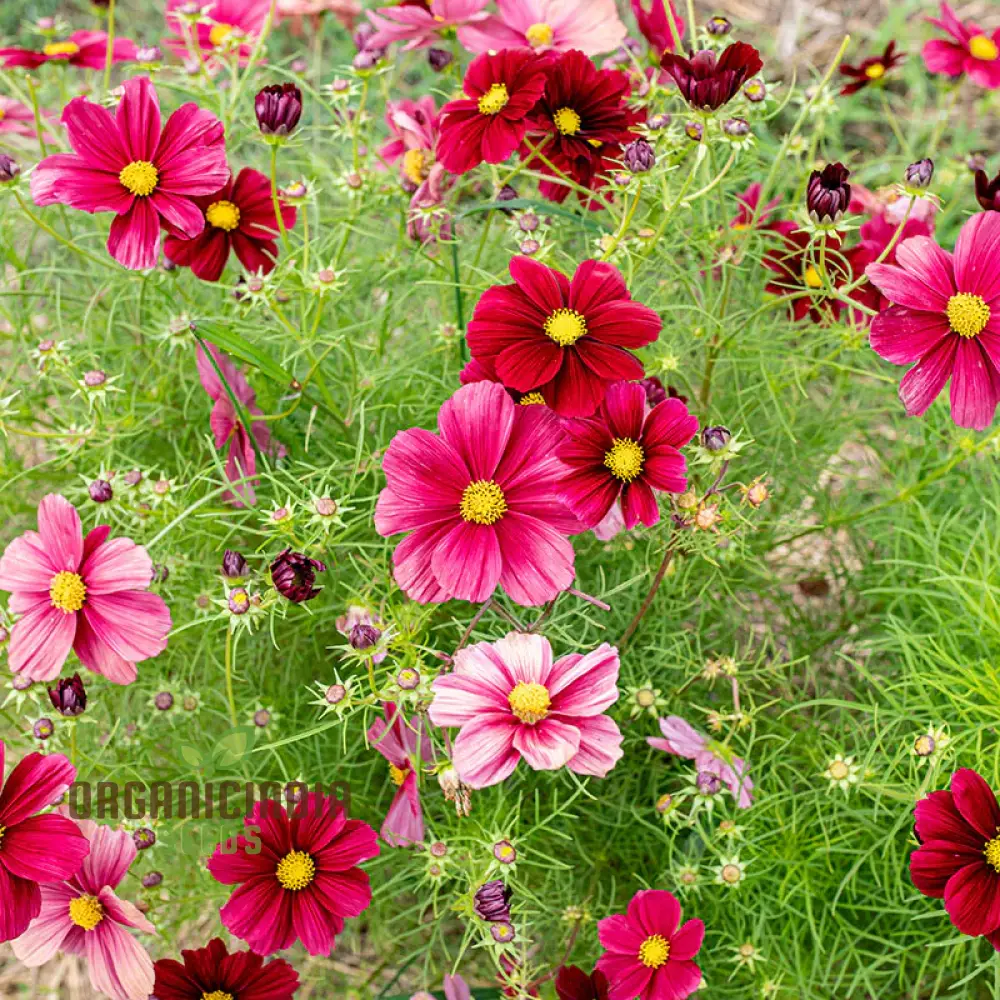 Cosmos Bipinnatus Rubinato Flower seeds For Planting: Vibrant Garden Delight for Your Blooming Oasis" - Image 3