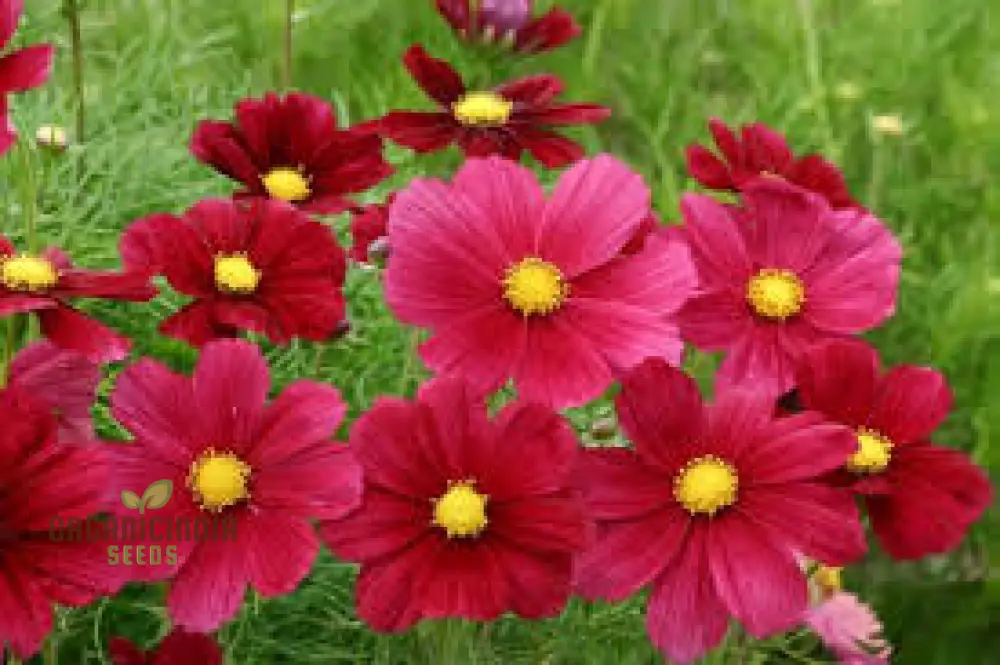 Cosmos Bipinnatus Rubinato Flower seeds For Planting: Vibrant Garden Delight for Your Blooming Oasis" - Image 4