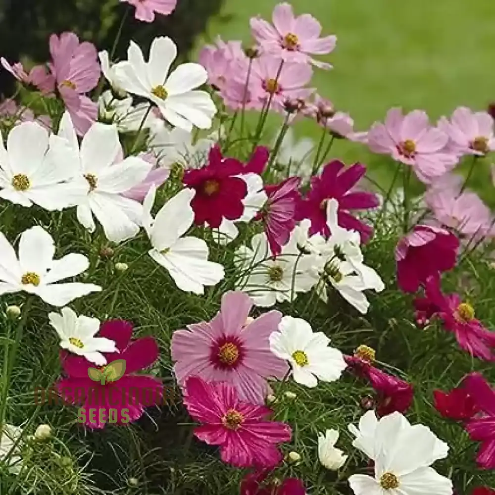 Cosmos Breeders Choice Mixed Flower Seeds For Planting: Premium Garden Delight for Vibrant Blooms and Endless Variety"