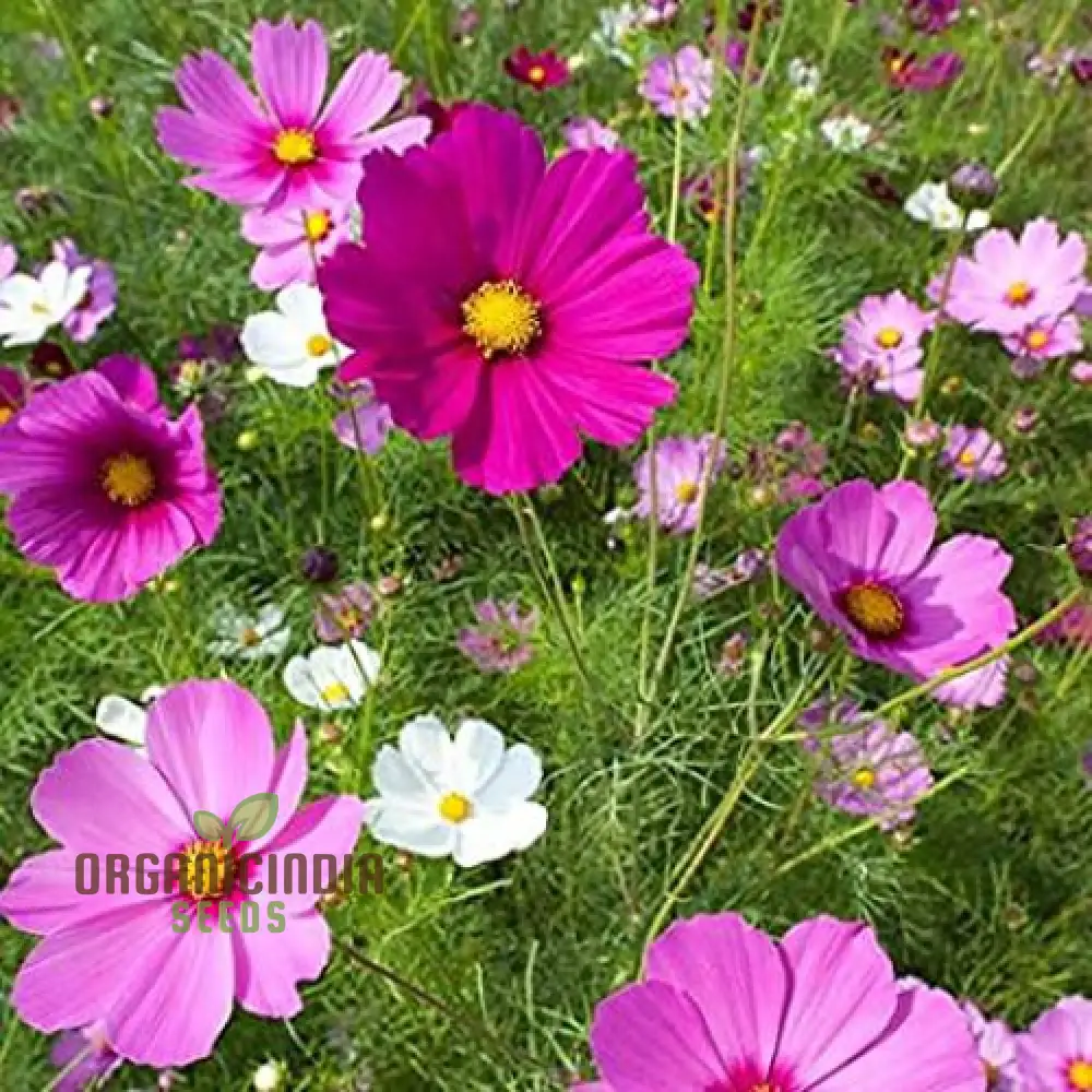 Cosmos Breeders Choice Mixed Flower Seeds For Planting: Premium Garden Delight for Vibrant Blooms and Endless Variety" - Image 3