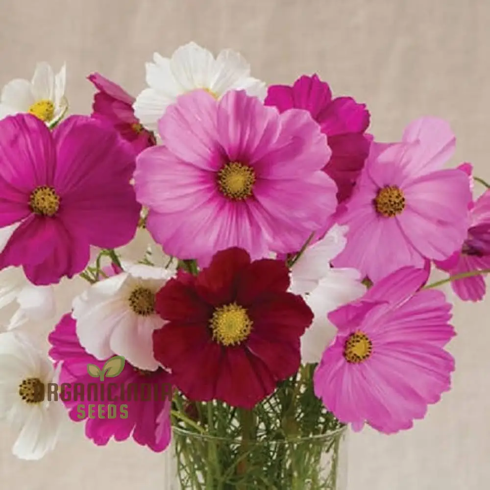 Cosmos Breeders Choice Mixed Flower Seeds For Planting: Premium Garden Delight for Vibrant Blooms and Endless Variety" - Image 4