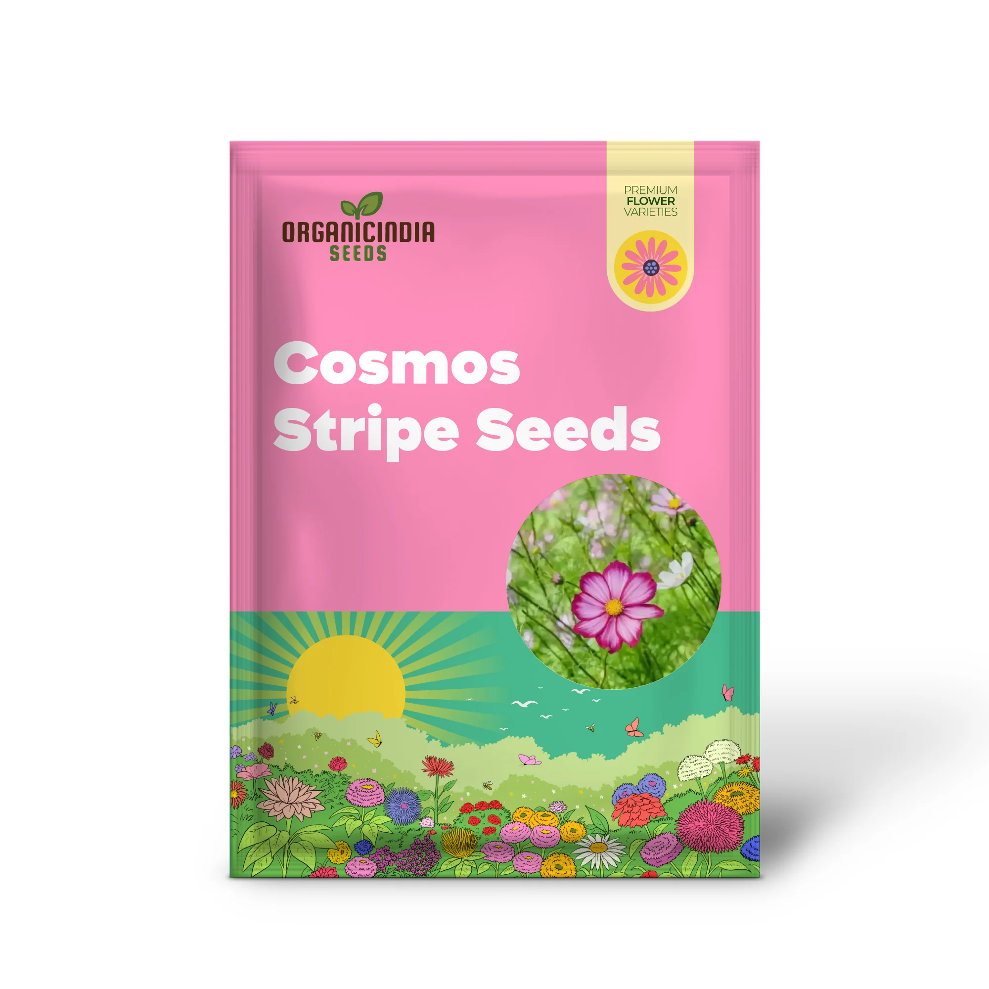 Cosmos Candy stripe Seeds - Vibrant Flowers for Planting Enthusiasts - Image 2