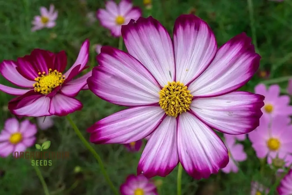 Cosmos Candy stripe Seeds - Vibrant Flowers for Planting Enthusiasts - Image 3
