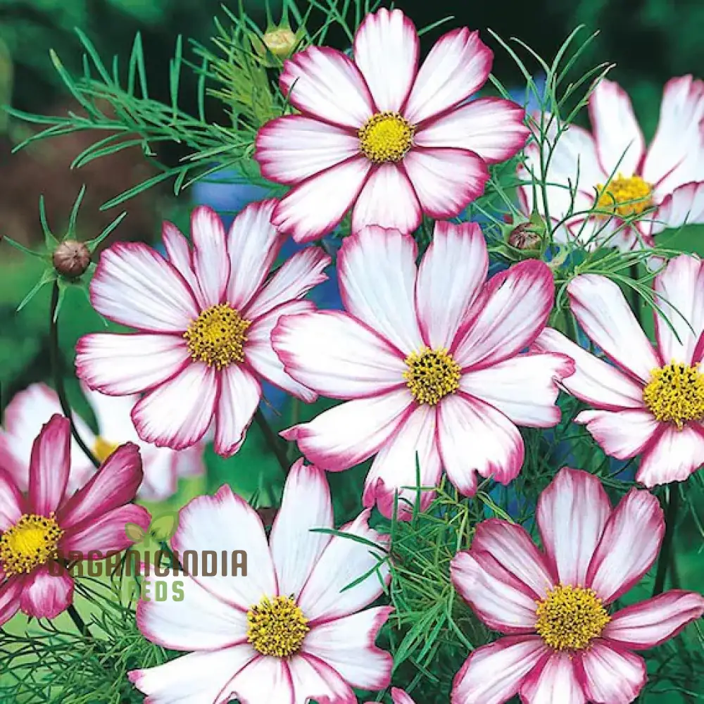 Cosmos Candy stripe Seeds - Vibrant Flowers for Planting Enthusiasts - Image 4