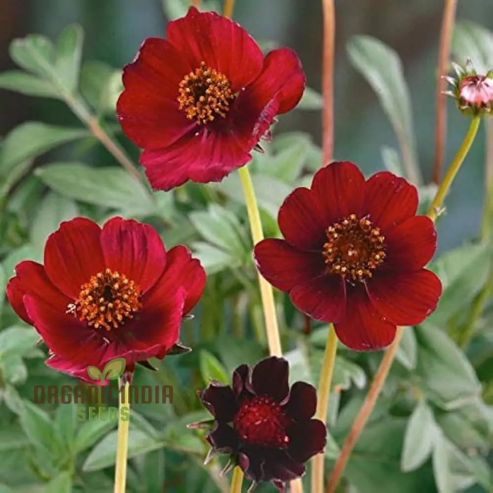 Cosmos Chocolate Flower Seeds  Planting Guide Included for Vibrant Blooms - Image 3