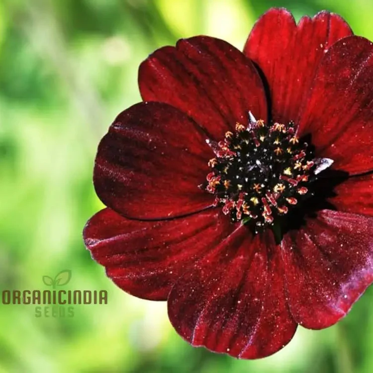 Cosmos Chocolate Flower Seeds  Planting Guide Included for Vibrant Blooms - Image 4