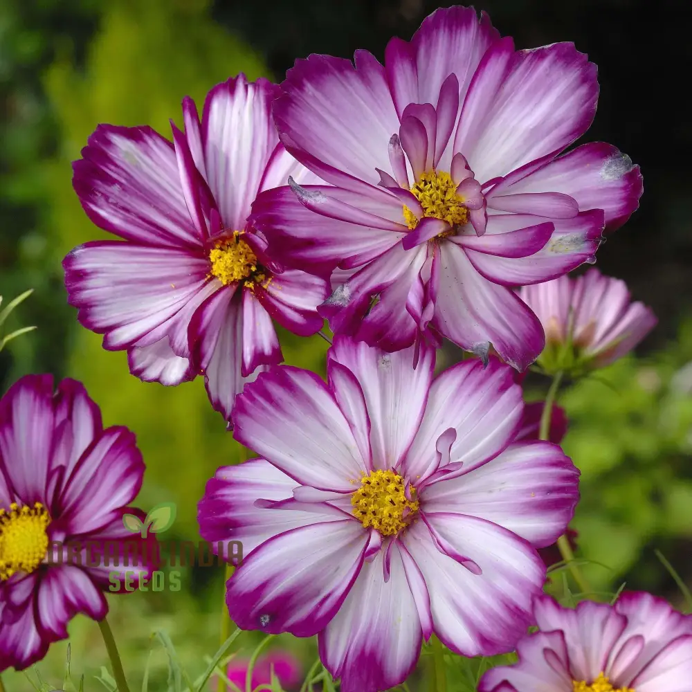 Cosmos Seeds (Fizzy Rose Picotee Cosmos Seeds) - Multi-Colored Ruffled Blooms for Gardens