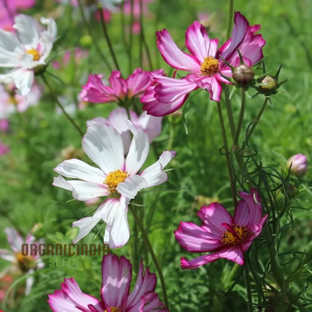 Cosmos Seeds (Fizzy Rose Picotee Cosmos Seeds) - Multi-Colored Ruffled Blooms for Gardens - Image 3