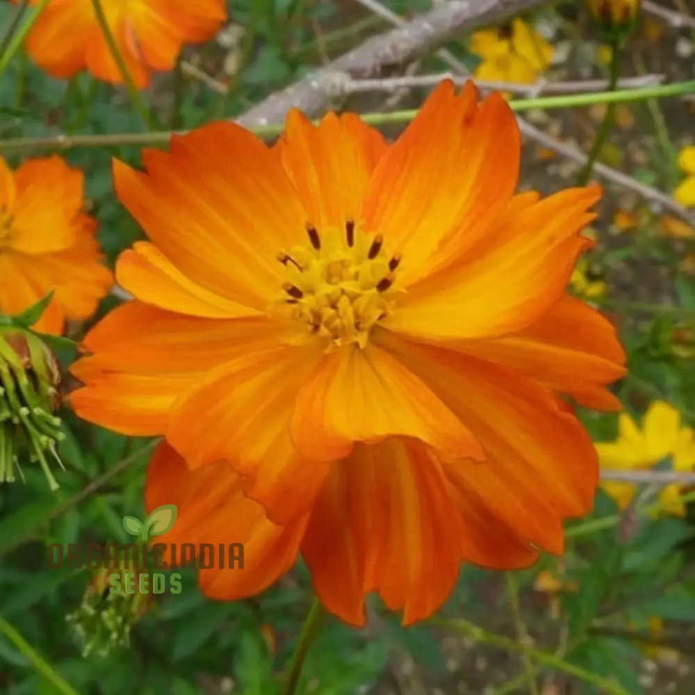 Cosmos Orange Desi Flower Seeds - Bright and Cheerful Blooms for Your Garden