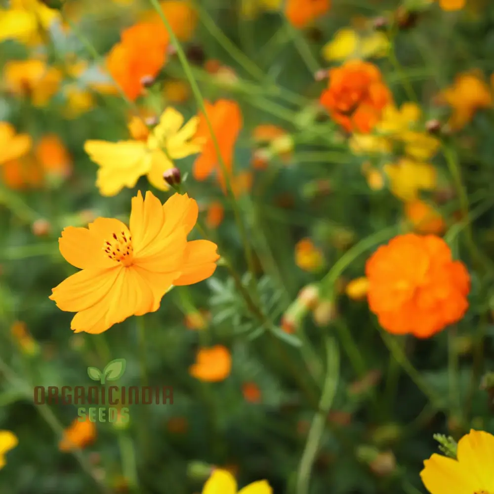 Cosmos Orange Desi Flower Seeds - Bright and Cheerful Blooms for Your Garden - Image 3
