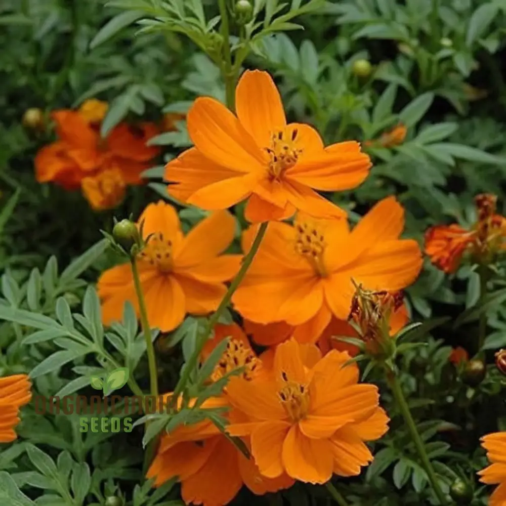 Cosmos Orange Desi Flower Seeds - Bright and Cheerful Blooms for Your Garden - Image 4