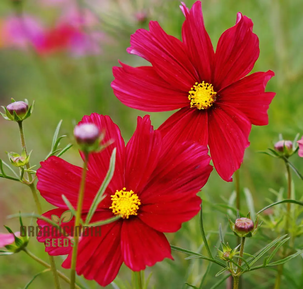 Cosmos Pink Sensation Dazzler Seeds for Planting: Add Floral Splendor to Your Garden - Image 3