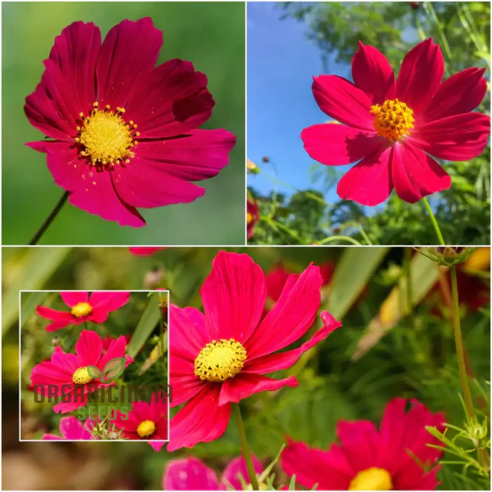Cosmos Pink Sensation Dazzler Seeds for Planting: Add Floral Splendor to Your Garden - Image 4