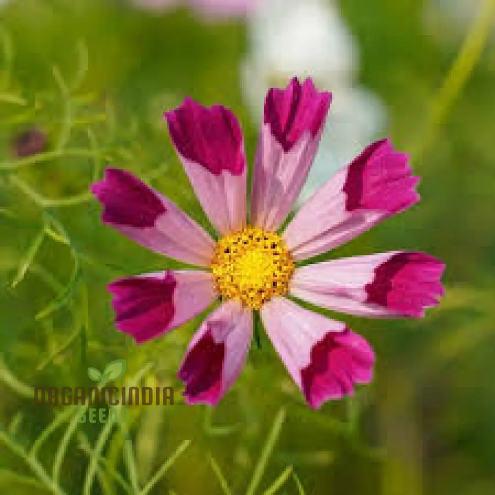 Cosmos Sea Shells Mixed Flower Seeds - Premium Gardening Seeds for Vibrant and Unique Blossoms | Perfect for Home Gardens and Landscapes - Image 3