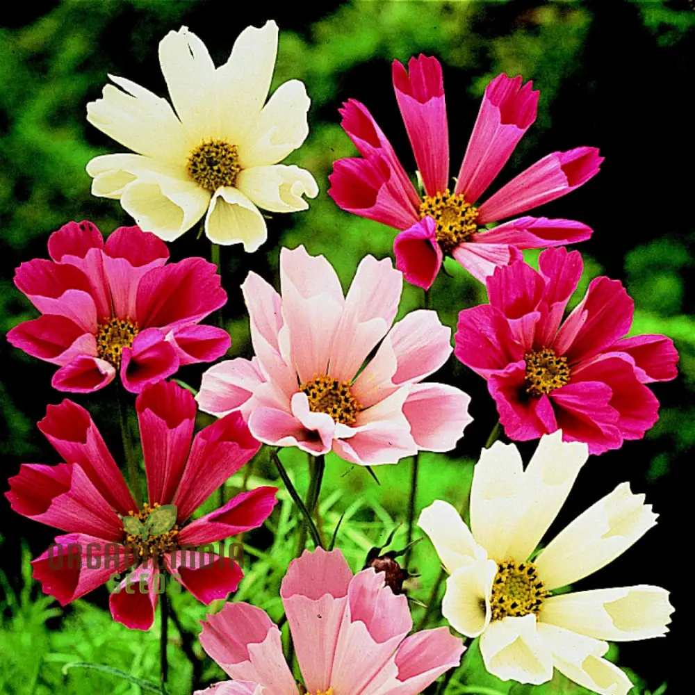 Cosmos Sea Shells Mixed Flower Seeds - Premium Gardening Seeds for Vibrant and Unique Blossoms | Perfect for Home Gardens and Landscapes - Image 4