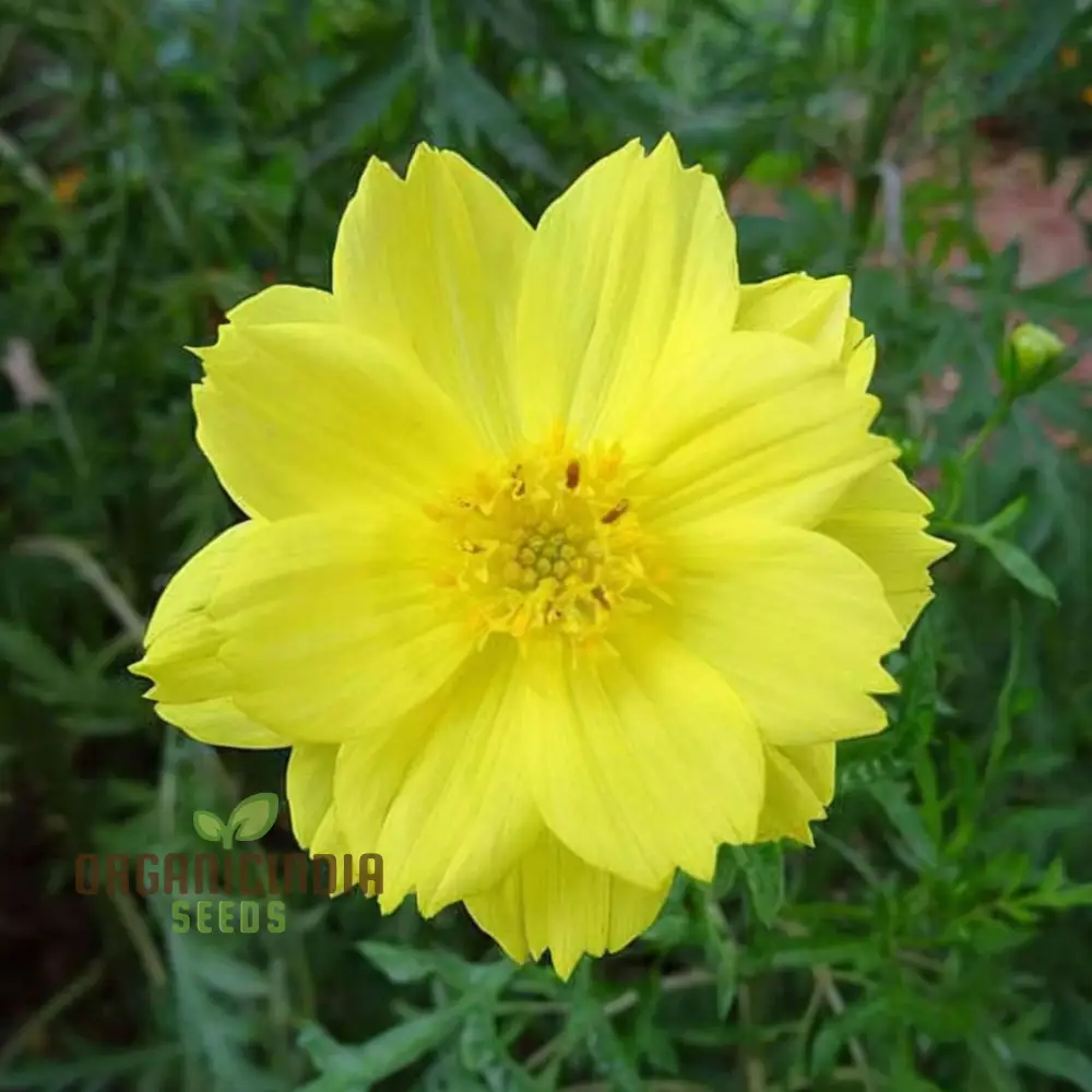 Cosmos Yellow Flower Seeds for Vibrant Flower Planting and Gardening Excellence