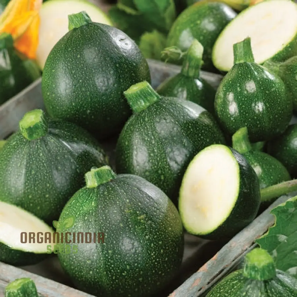 COURGETTE EIGHT BALL F1 Seeds - Premium Gardening Seeds for Your Garden - Quality and Freshness Guaranteed