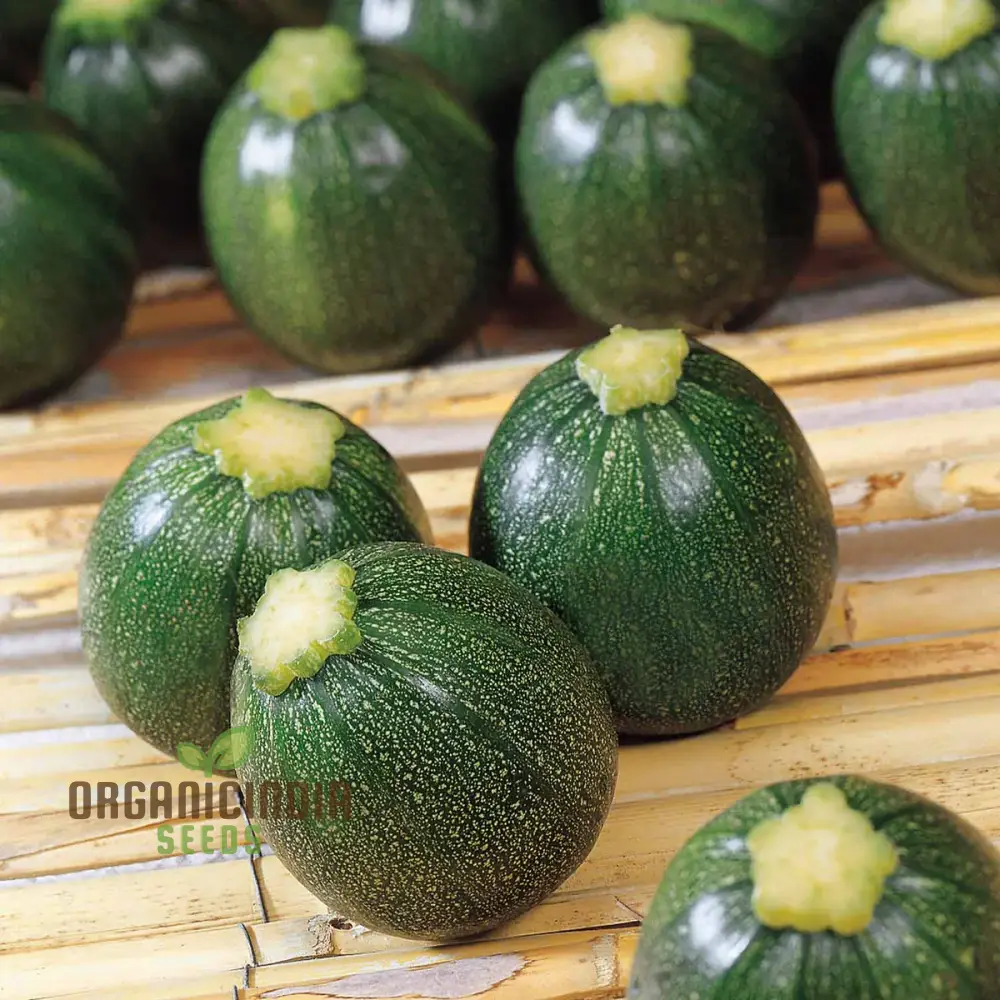 COURGETTE EIGHT BALL F1 Seeds - Premium Gardening Seeds for Your Garden - Quality and Freshness Guaranteed - Image 3