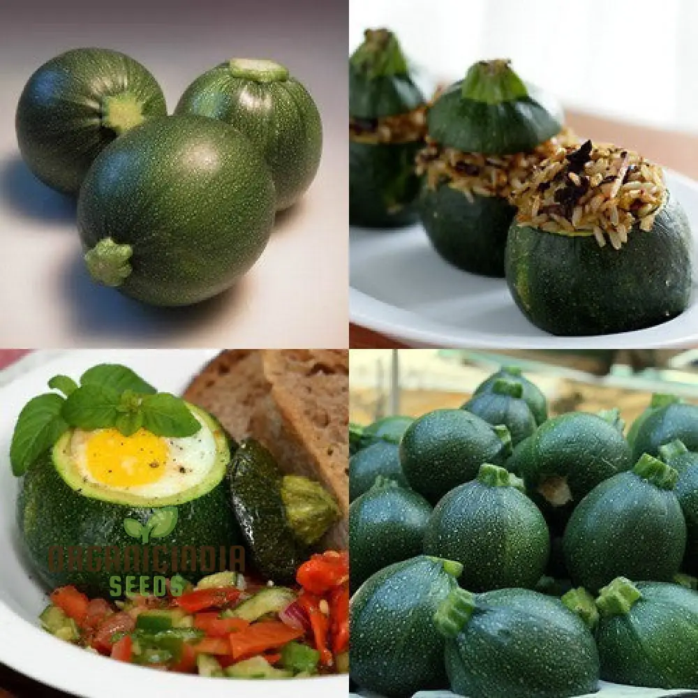COURGETTE EIGHT BALL F1 Seeds - Premium Gardening Seeds for Your Garden - Quality and Freshness Guaranteed - Image 4