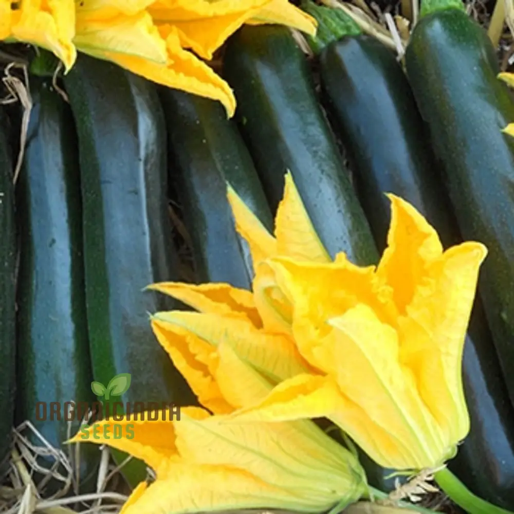 Courgette F1 Darko Vegetable Seeds for Planting, Grow High-Yield, Delicious Courgettes in Your Garden, Ideal for Home Gardens