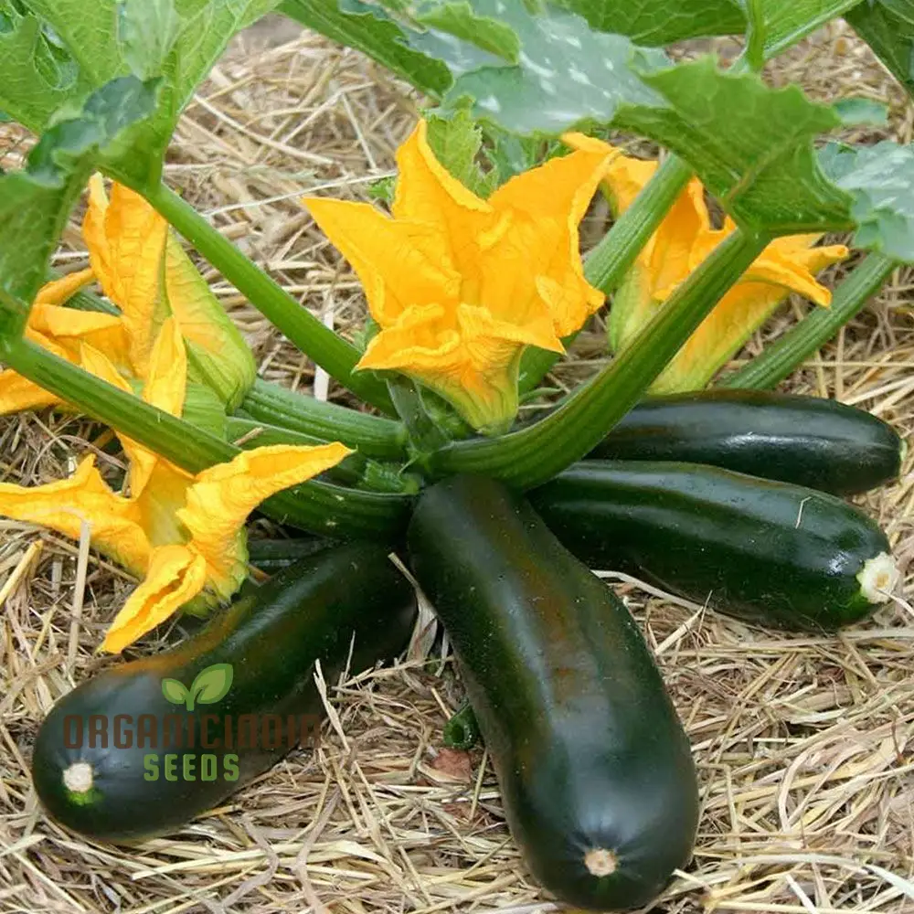Courgette F1 Darko Vegetable Seeds for Planting, Grow High-Yield, Delicious Courgettes in Your Garden, Ideal for Home Gardens - Image 3