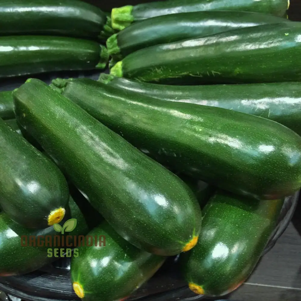 Courgette F1 Darko Vegetable Seeds for Planting, Grow High-Yield, Delicious Courgettes in Your Garden, Ideal for Home Gardens - Image 4