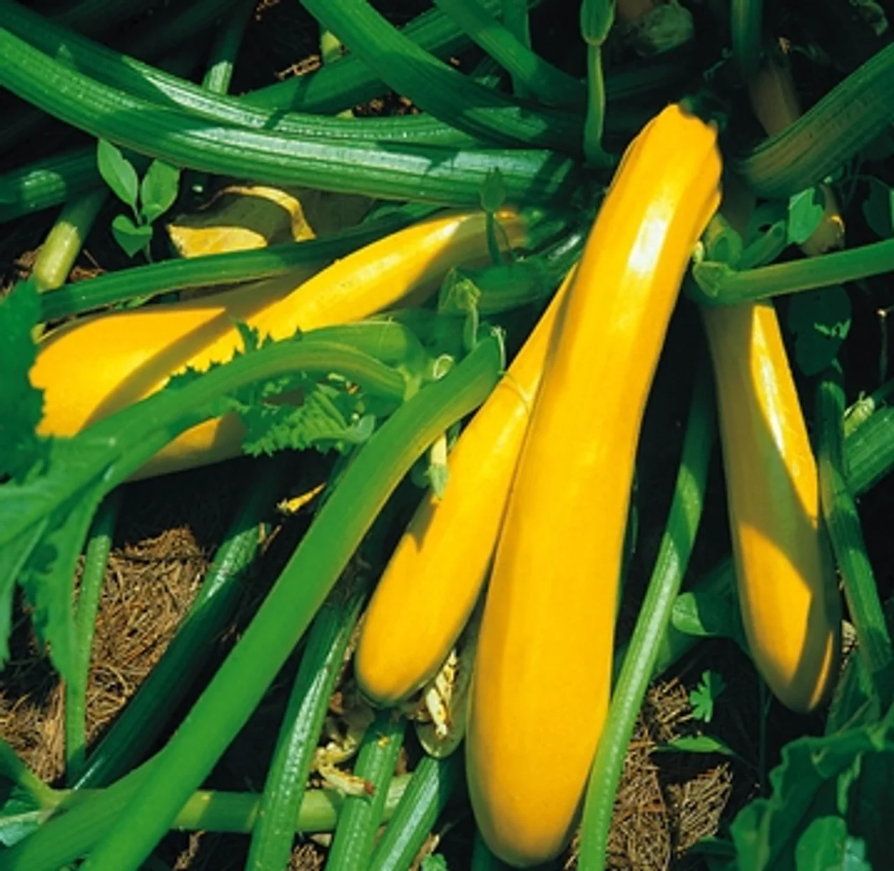 Courgette F1 Darko Vegetable Seeds for Planting, Grow High-Yield, Delicious Courgettes in Your Garden, Ideal for Home Gardens - Image 5
