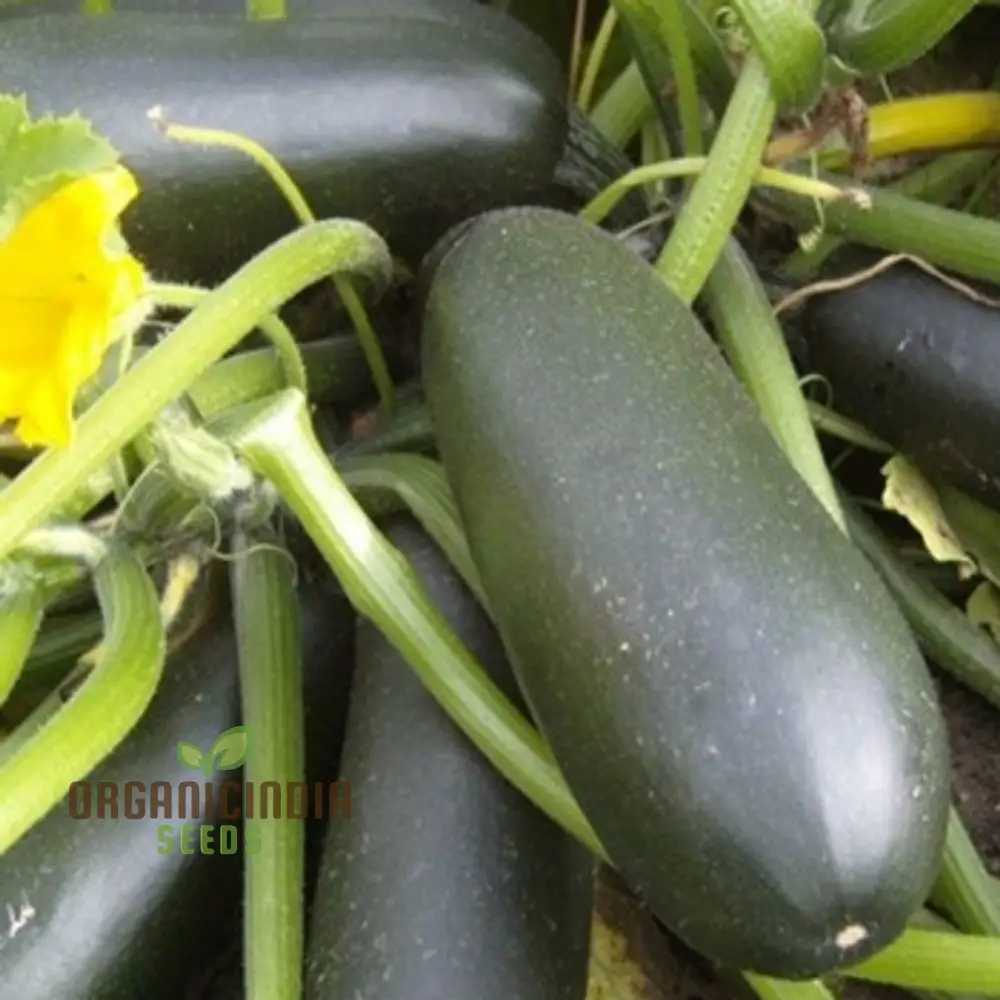 Courgette - F1 Precioza Vegetable Seeds for Planting, High-Quality Vegetable Gardens, Home Growing Perfect for Home Gardens