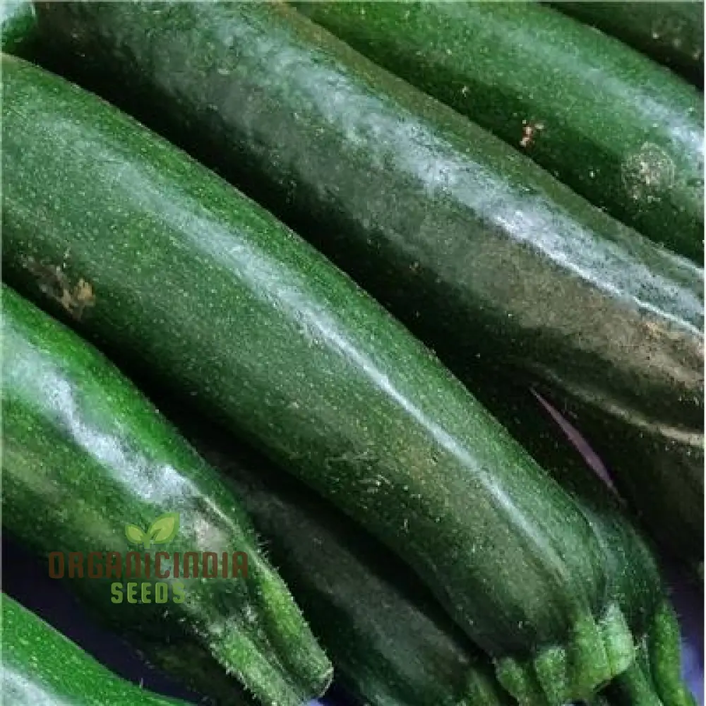 Courgette - F1 Precioza Vegetable Seeds for Planting, High-Quality Vegetable Gardens, Home Growing Perfect for Home Gardens - Image 3