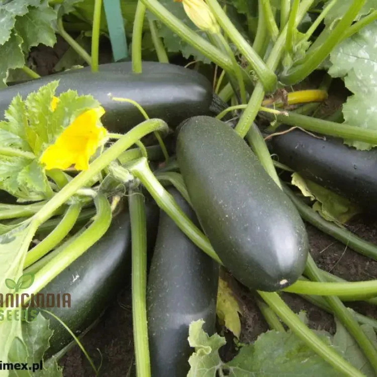 Courgette - F1 Precioza Vegetable Seeds for Planting, High-Quality Vegetable Gardens, Home Growing Perfect for Home Gardens - Image 4