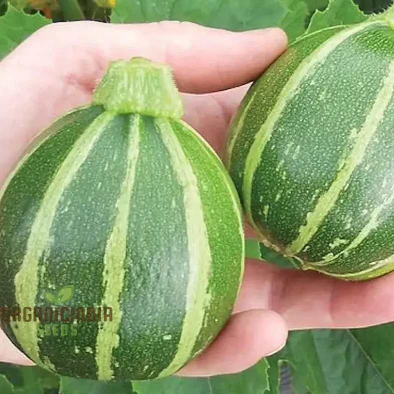 Courgette Piccolo Seeds for Gardening Enthusiasts