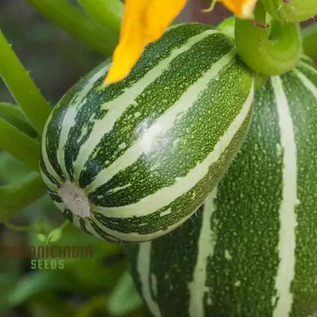 Courgette Piccolo Seeds for Gardening Enthusiasts - Image 3