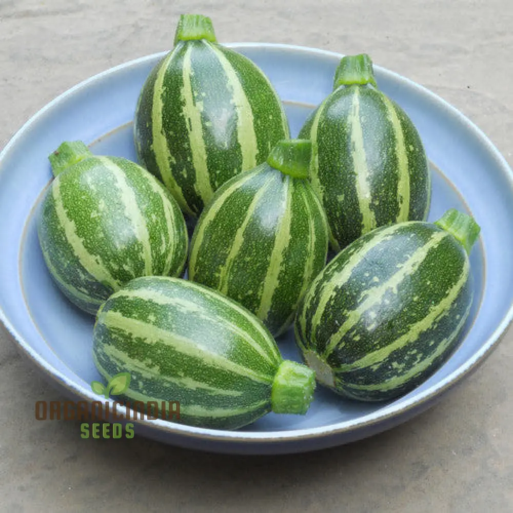 Courgette Piccolo Seeds for Gardening Enthusiasts - Image 4