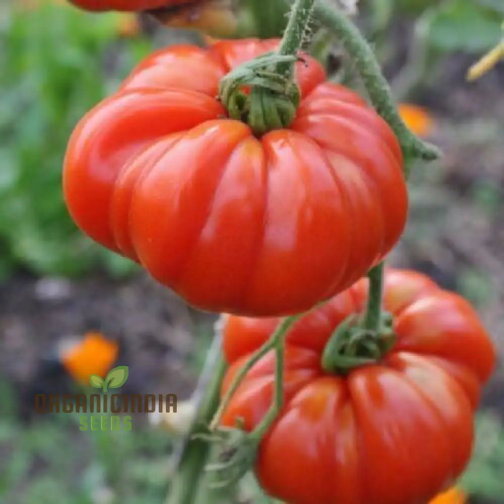 Coustralee Tomato Seeds for Planting ,Heirloom Variety | Ideal for Home Gardening, Juicy and Flavorful Tomatoes
