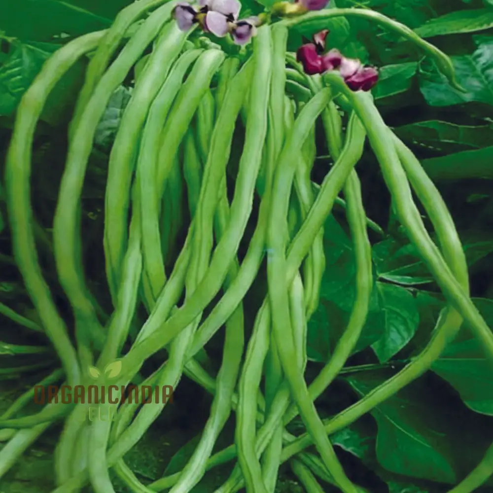 Cowpeas (Lobia) Vegetable Seeds, Cultivating Nutritious and Versatile Legumes in Your Garden - Image 3