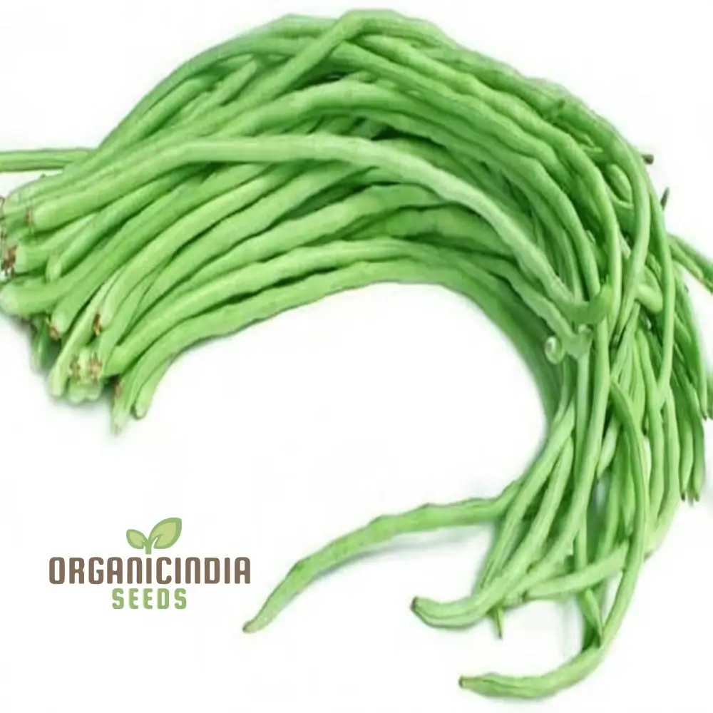 Cowpeas (Lobia) Vegetable Seeds, Cultivating Nutritious and Versatile Legumes in Your Garden - Image 4
