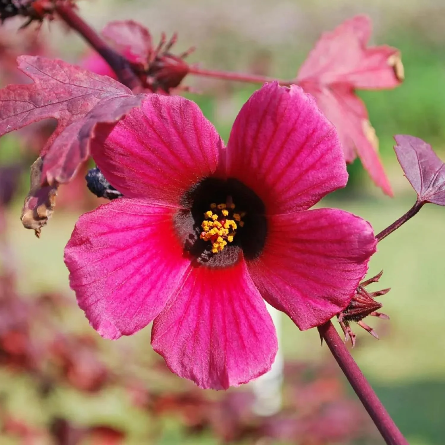 Cranberry Hibiscus Seeds Hibiscus Acetosella Tropical Ornamental Plant for Garden And Landscape, Attracts Pollinators