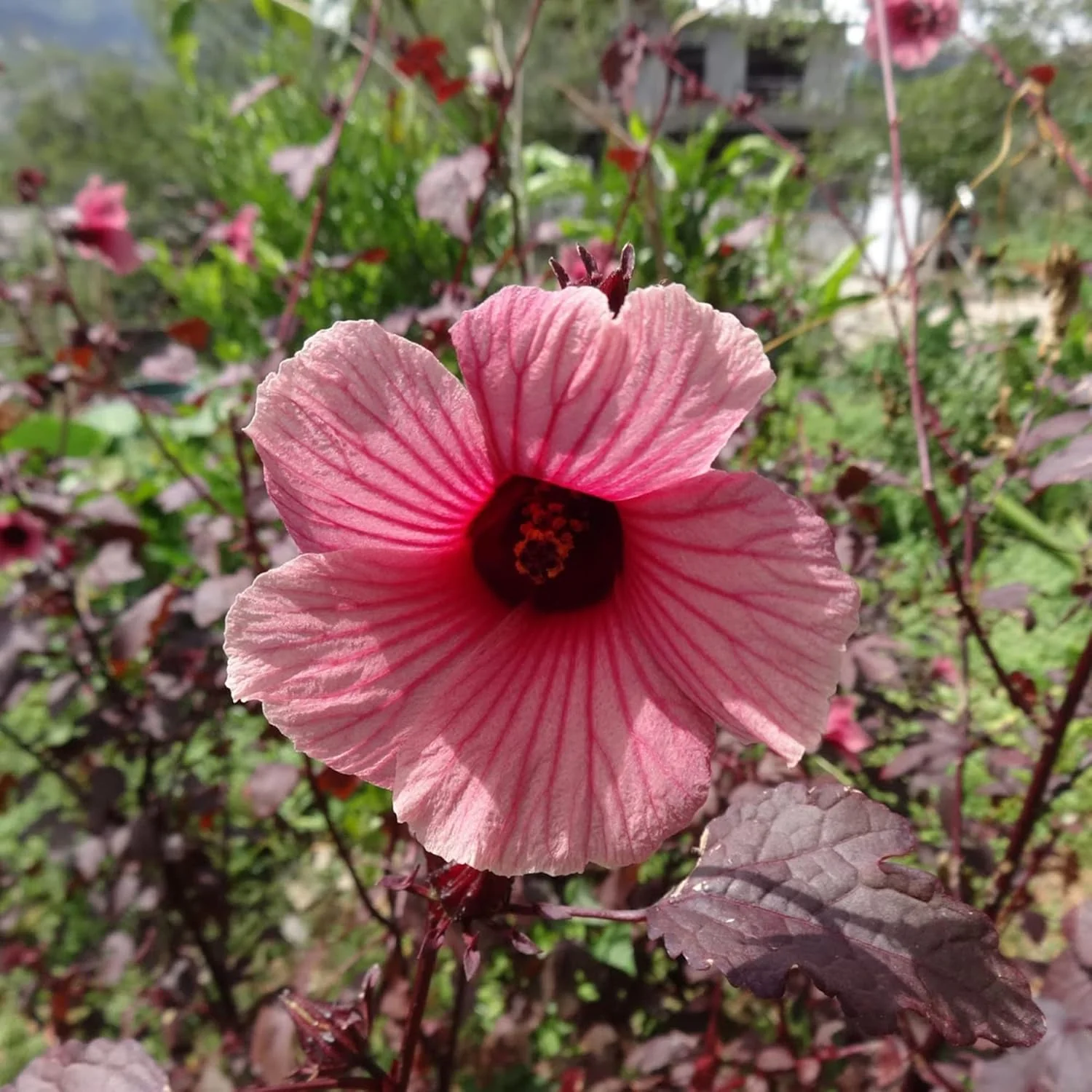 Cranberry Hibiscus Seeds Hibiscus Acetosella Tropical Ornamental Plant for Garden And Landscape, Attracts Pollinators - Image 3