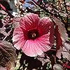Cranberry Hibiscus Seeds Hibiscus Acetosella Tropical Ornamental Plant for Garden And Landscape, Attracts Pollinators - Image 4