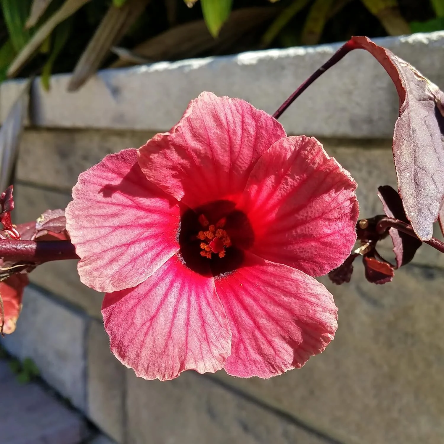 Cranberry Hibiscus Seeds Hibiscus Acetosella Tropical Ornamental Plant for Garden And Landscape, Attracts Pollinators - Image 5