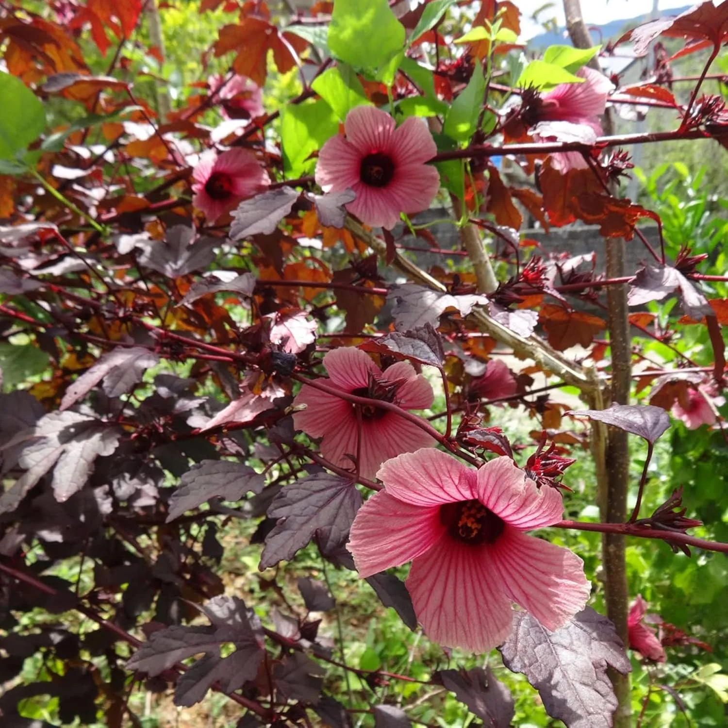 Cranberry Hibiscus Seeds Hibiscus Acetosella Tropical Ornamental Plant for Garden And Landscape, Attracts Pollinators - Image 6