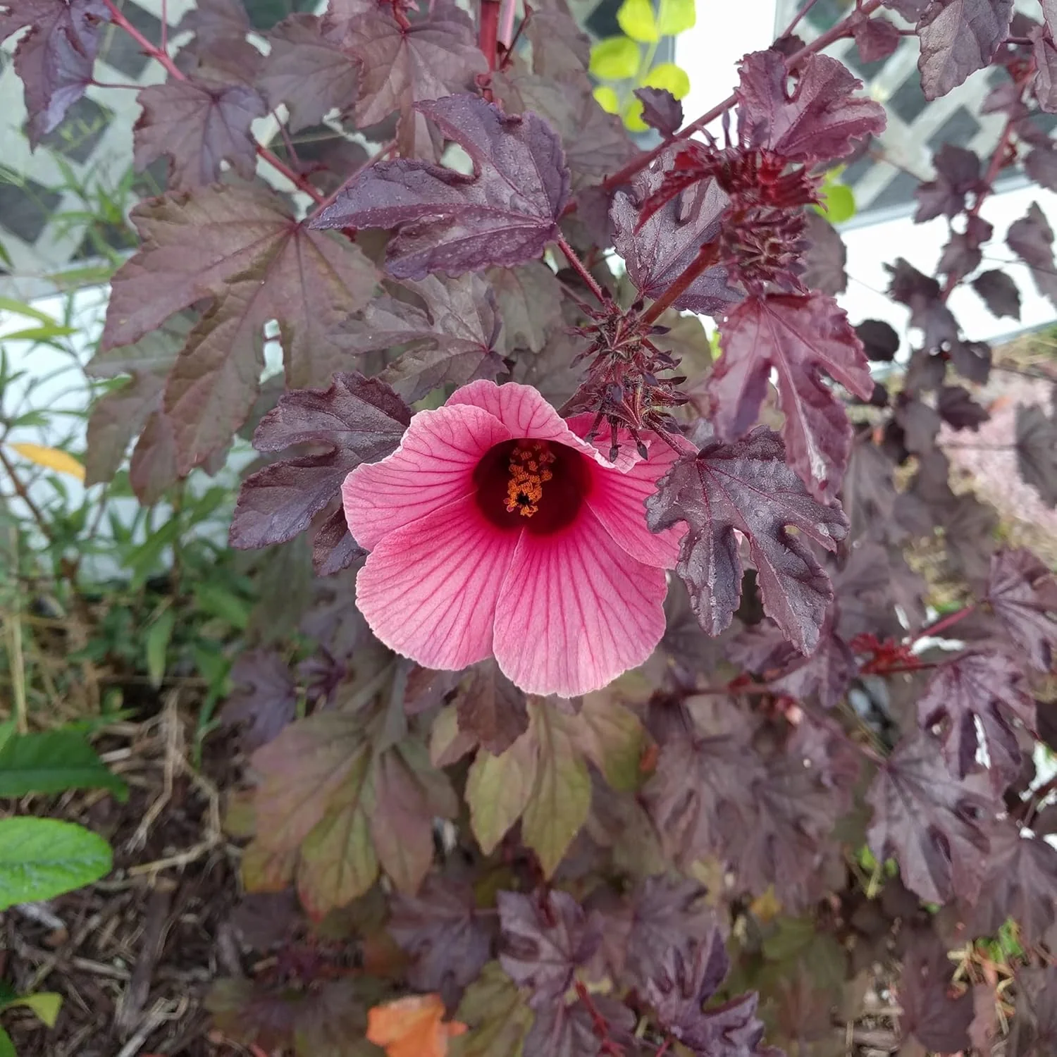Cranberry Hibiscus Seeds Hibiscus Acetosella Tropical Ornamental Plant for Garden And Landscape, Attracts Pollinators - Image 7