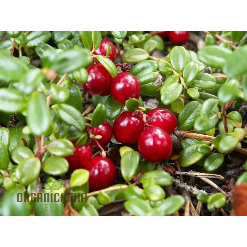 Cranberry Seeds for Planting, Gardening Enthusiasts - Buy Organic Seeds Online - Image 3