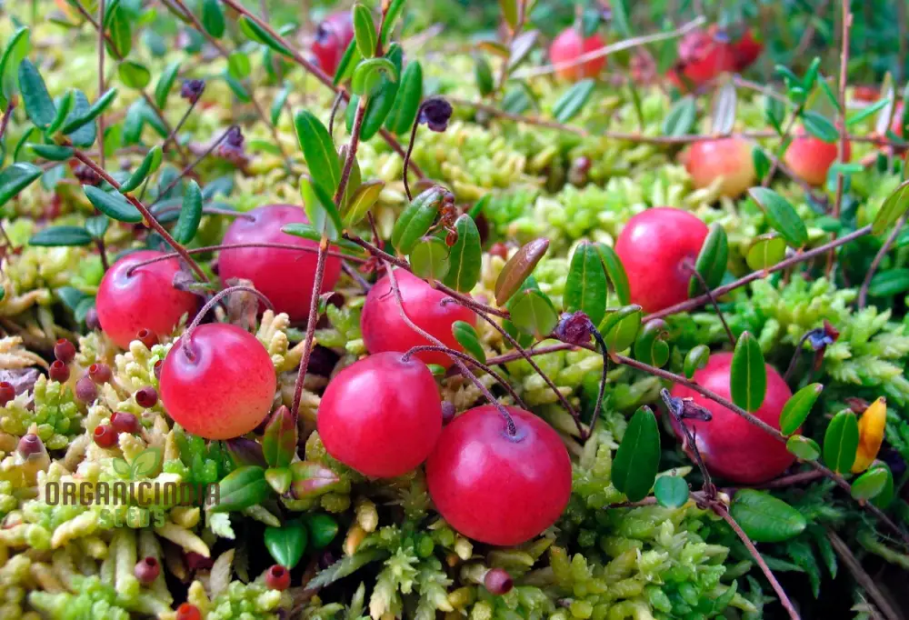 Cranberry Seeds for Planting, Gardening Enthusiasts - Buy Organic Seeds Online - Image 4