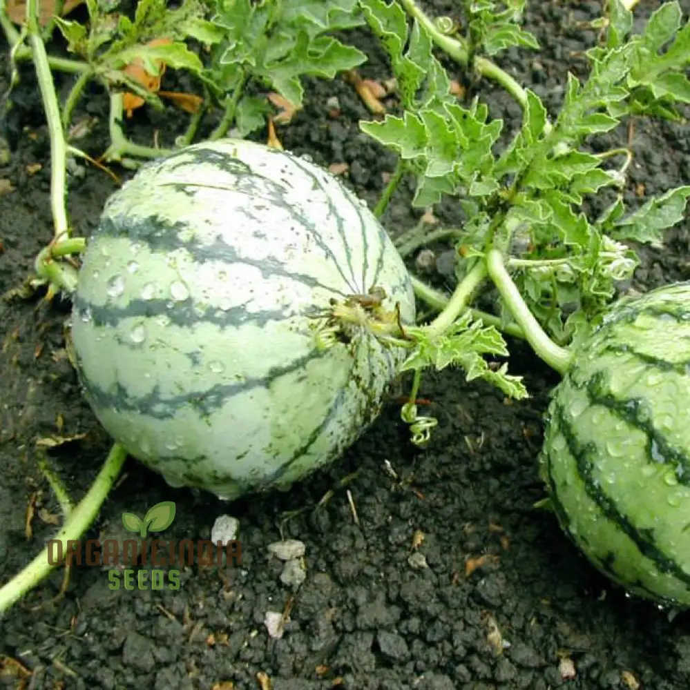 Cream of Saskatchewan Watermelon Seeds For Planting: Exquisite Gardening Delight for Your Summer Oasis