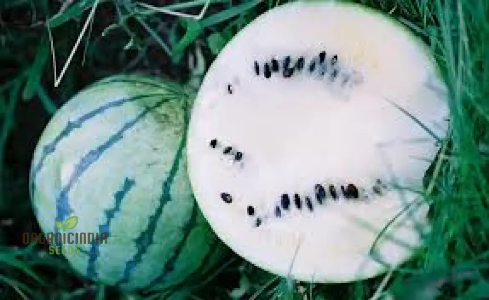 Cream of Saskatchewan Watermelon Seeds For Planting: Exquisite Gardening Delight for Your Summer Oasis - Image 3