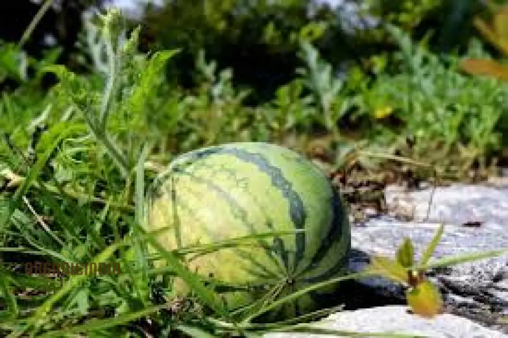 Cream of Saskatchewan Watermelon Seeds For Planting: Exquisite Gardening Delight for Your Summer Oasis - Image 4